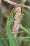 Agriphila geniculea