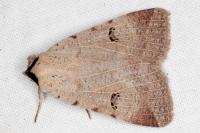 Lygephila craccae