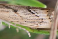 Agriphila geniculea