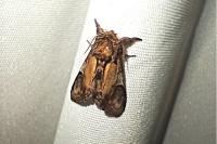 Notodonta ziczac