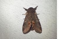 Notodonta dromedarius