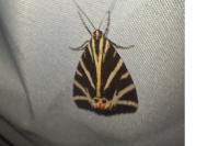 Euplagia quadripunctaria
