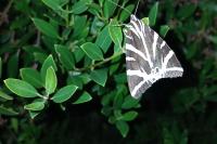 Euplagia quadripunctaria
