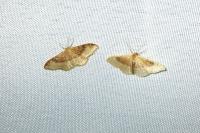 Idaea degeneraria