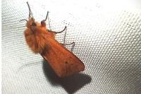 Phragmatobia fuliginosa