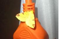 Opisthograptis luteolata
