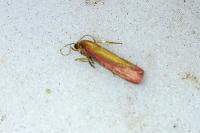 Oncocera semirubella