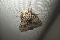 Lymantria monacha