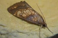 Evergestis politalis