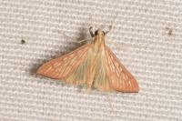 Antigastra catalaunalis