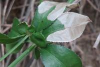 Mecyna asinalis