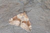 Thera obeliscata