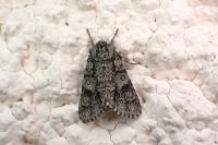 Acronicta auricoma