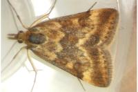 Pyrausta despicata