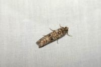 Dioryctria