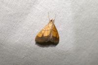 Evergestis limbata
