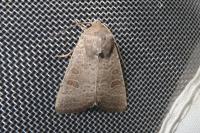 Hoplodrina ambigua