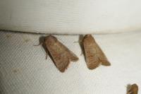 Hoplodrina ambigua