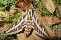 Hyles livornica