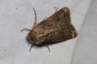 Agrotis bigramma