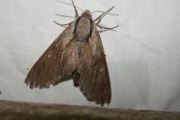 Hyloicus pinastri/maurorum