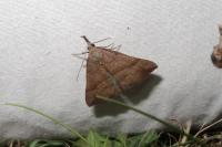 Hypena proboscidalis