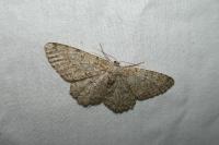 Hypomecis punctinalis