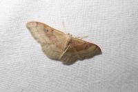 Idaea degeneraria
