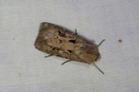 Agrotis exclamationis exclamationis