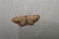 Idaea dimidiata