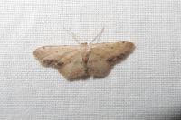 Idaea dimidiata