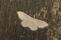 Idaea straminata