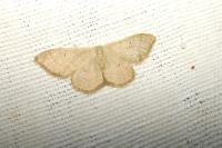 Idaea straminata