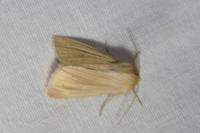 Mythimna pallens