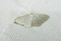 Idaea subsericeata