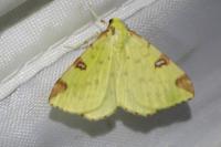 Opisthograptis luteolata