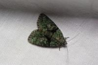 Cryphia algae