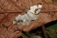 Ligdia adustata