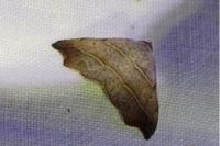 Laspeyria flexula