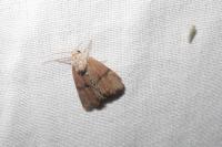 Mesoligia furuncula