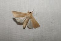 Mythimna pallens