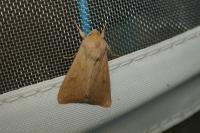 Mythimna vitellina