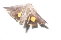 Noctua janthina