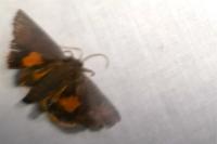 Noctua janthina