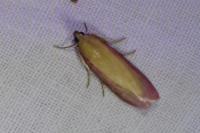 Oncocera semirubella