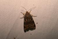 Noctua janthina