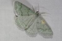 Pseudoterpna pruinata