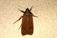 Noctua pronuba