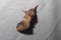 Notodonta ziczac
