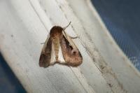 Ochropleura plecta